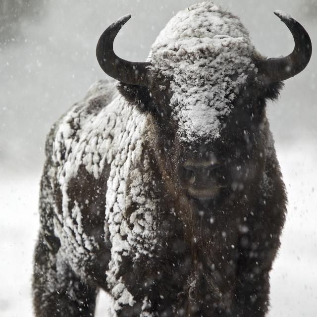Tournage Galatée films - Les Saisons -
Réalisation Jacques PERRIN et Jacques CLUZAUD. Séquence Bisons sous la neige - Haut Thorenc