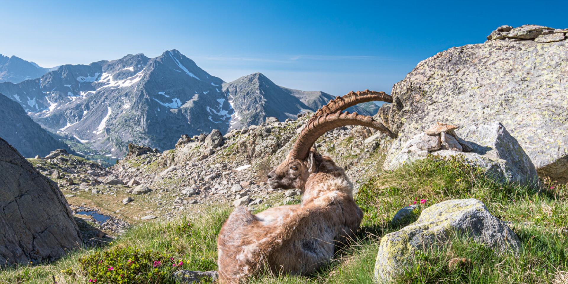 Bouquetin Agneliere Crt Cote D Azur France Lionellecourtier1.jpg 1200px