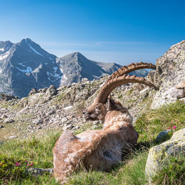 Bouquetin Agneliere Crt Cote D Azur France Lionellecourtier1.jpg 1200px