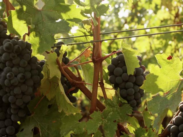 Cover Devenir Vigneron St Jeannet Vin 1920x1080 1