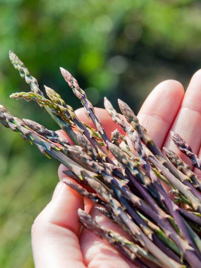 A hike to discover edible & medicinal plants