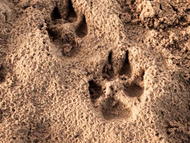 Sur les traces des animaux sauvages