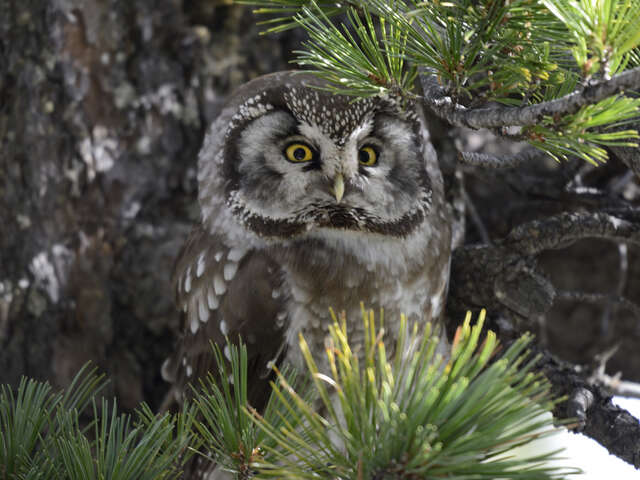 Voyage au coeur de la biodiversité nocturne