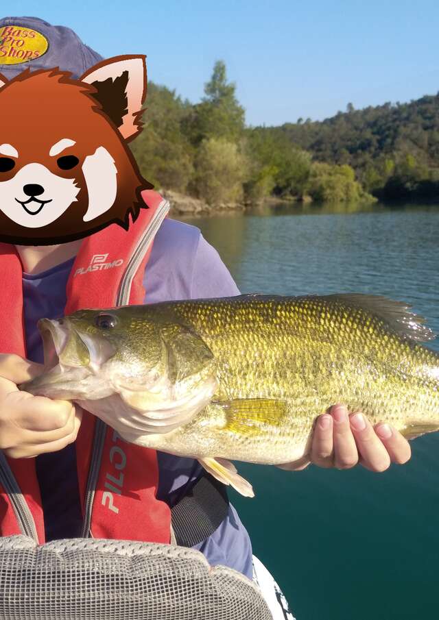 Fishing: guiding carnivorous fish from a boat