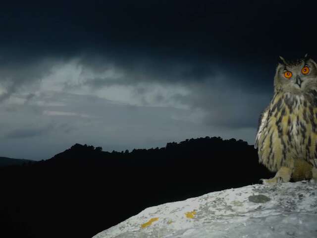 Guided night-time nature walk: Let's take a walk in the woods
