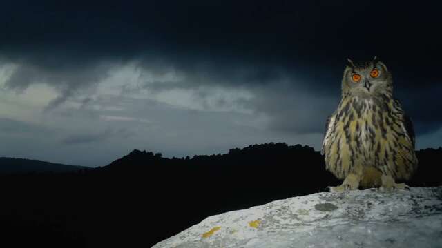Guided night-time nature walk: Let's take a walk in the woods