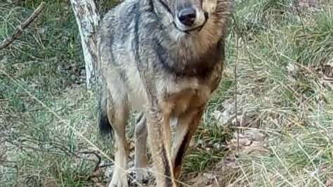 Guided nature walk: In the footsteps of wolves