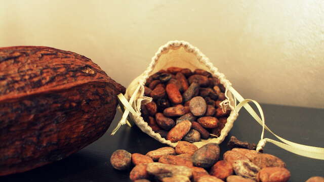 Choco-explorateurs : à la recherche du trésor caché des Aztèques