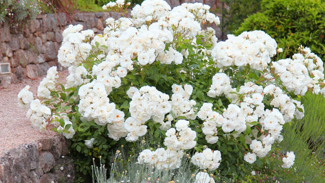 Jardin Parfumé - Fragonard Perfumery