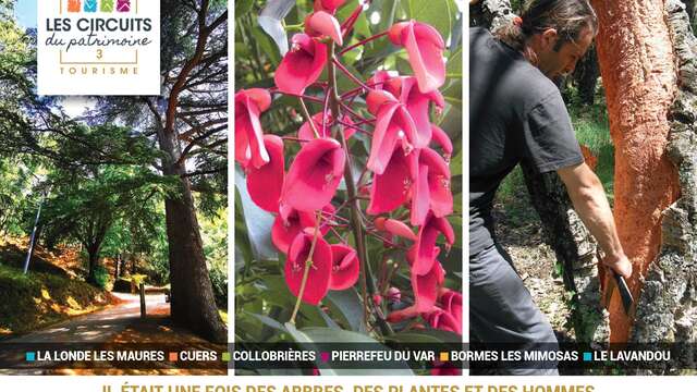 Tour 3: Once upon a time there were Trees, Plants and People