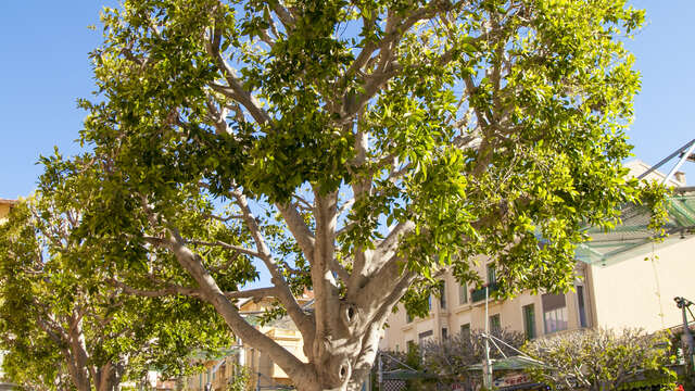 Remarkable trees : Ficus Nitida - Weeping Fig Tree
