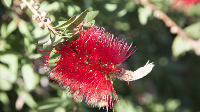 Remarkable trees : Callistemon Citrinus - Rince-Bouteille