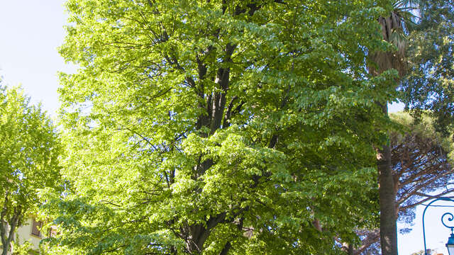 Remarkable trees : Tilia Europaea - Common lime tree